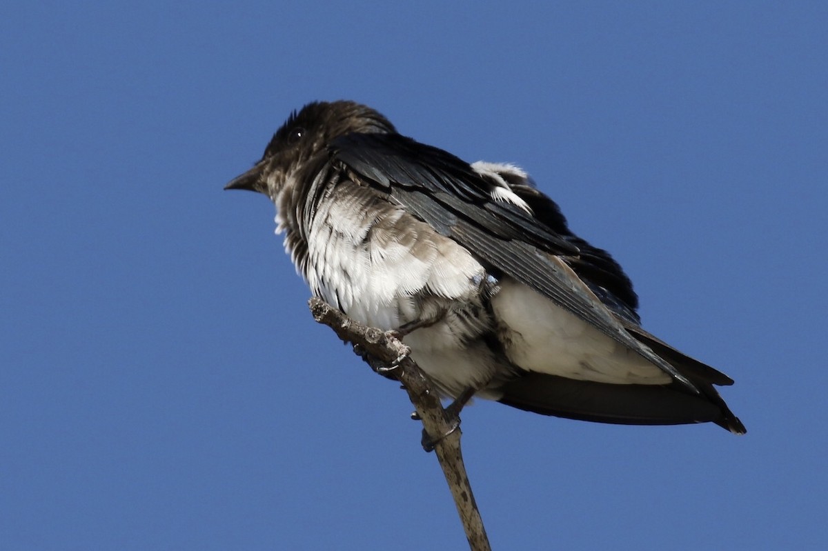 Gray-breasted Martin - ML122076981