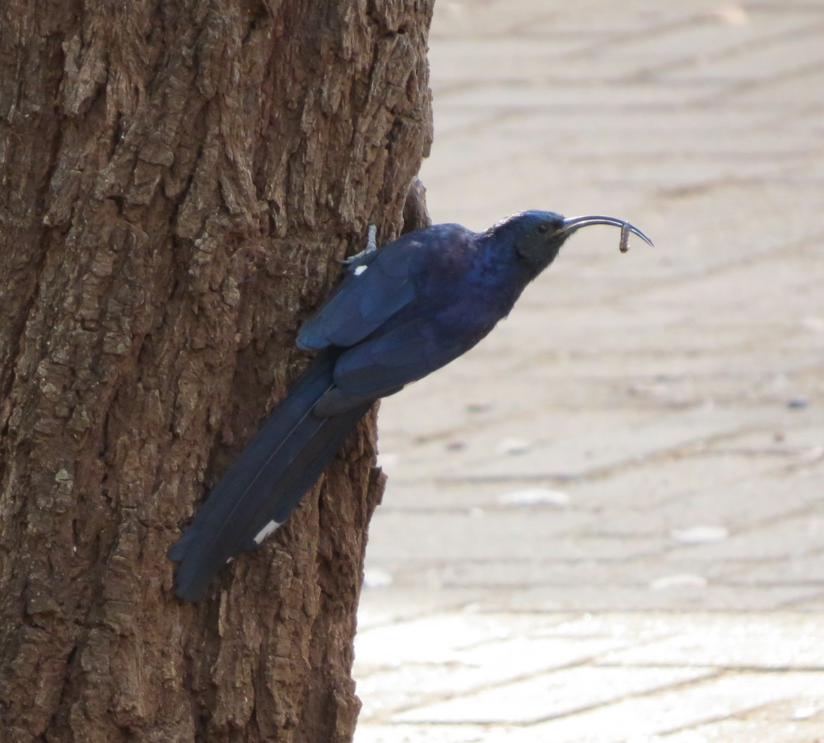 Common Scimitarbill - ML122077001