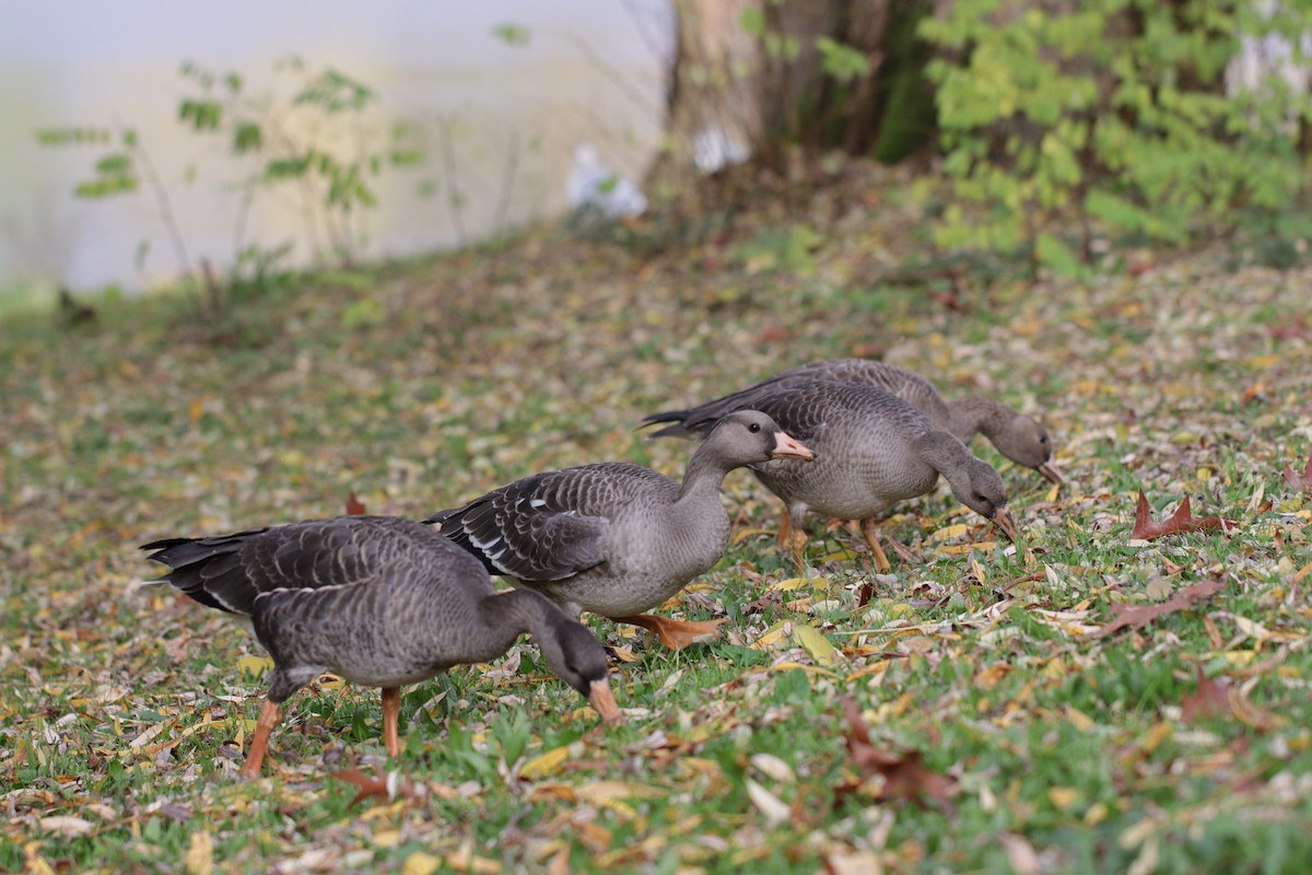 Greater White-fronted Goose - Sigal Blay