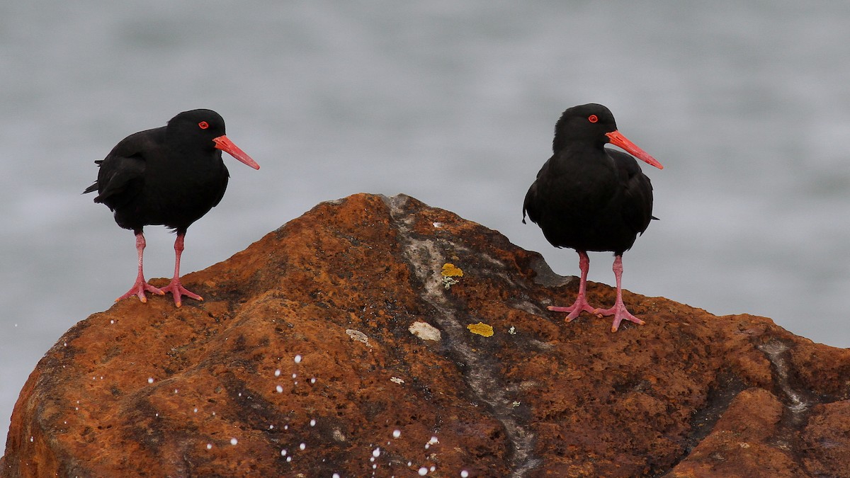 Sooty Oystercatcher - ML122078311