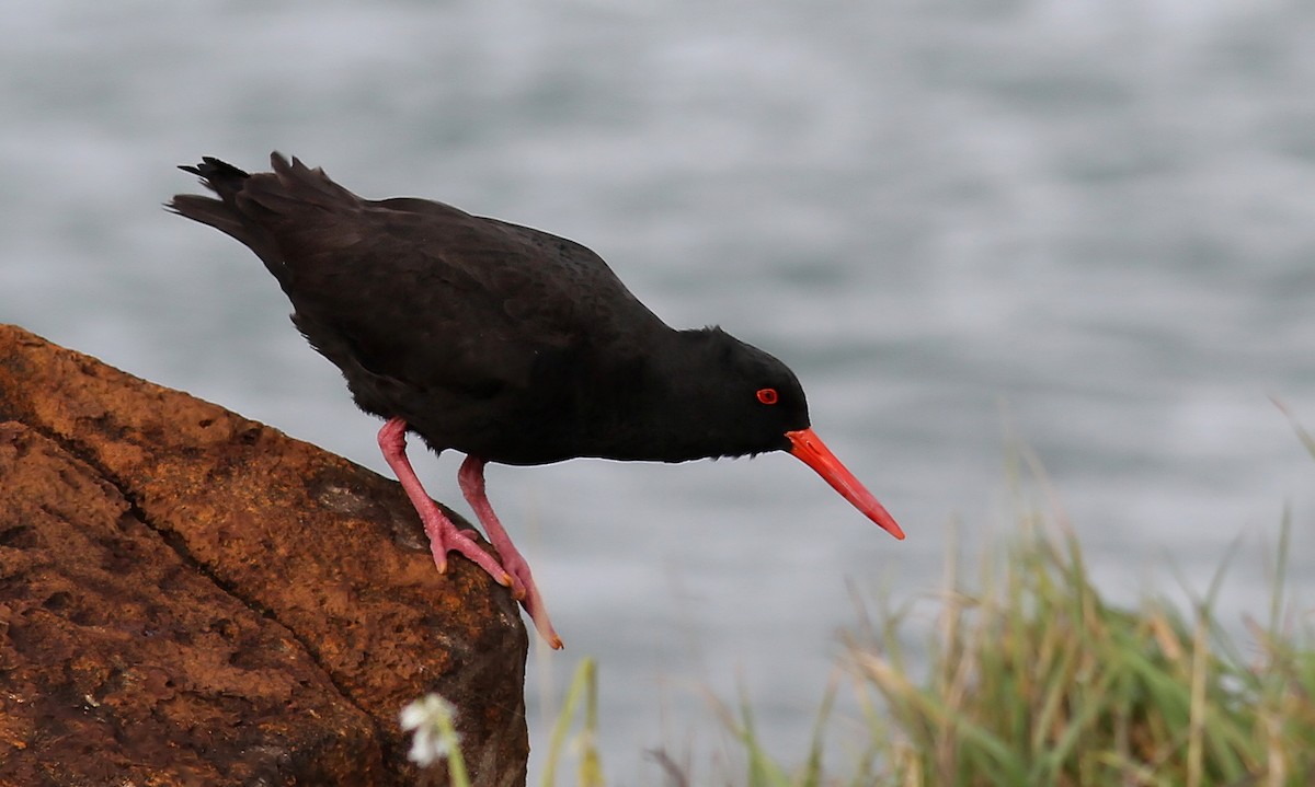 Sooty Oystercatcher - ML122078321