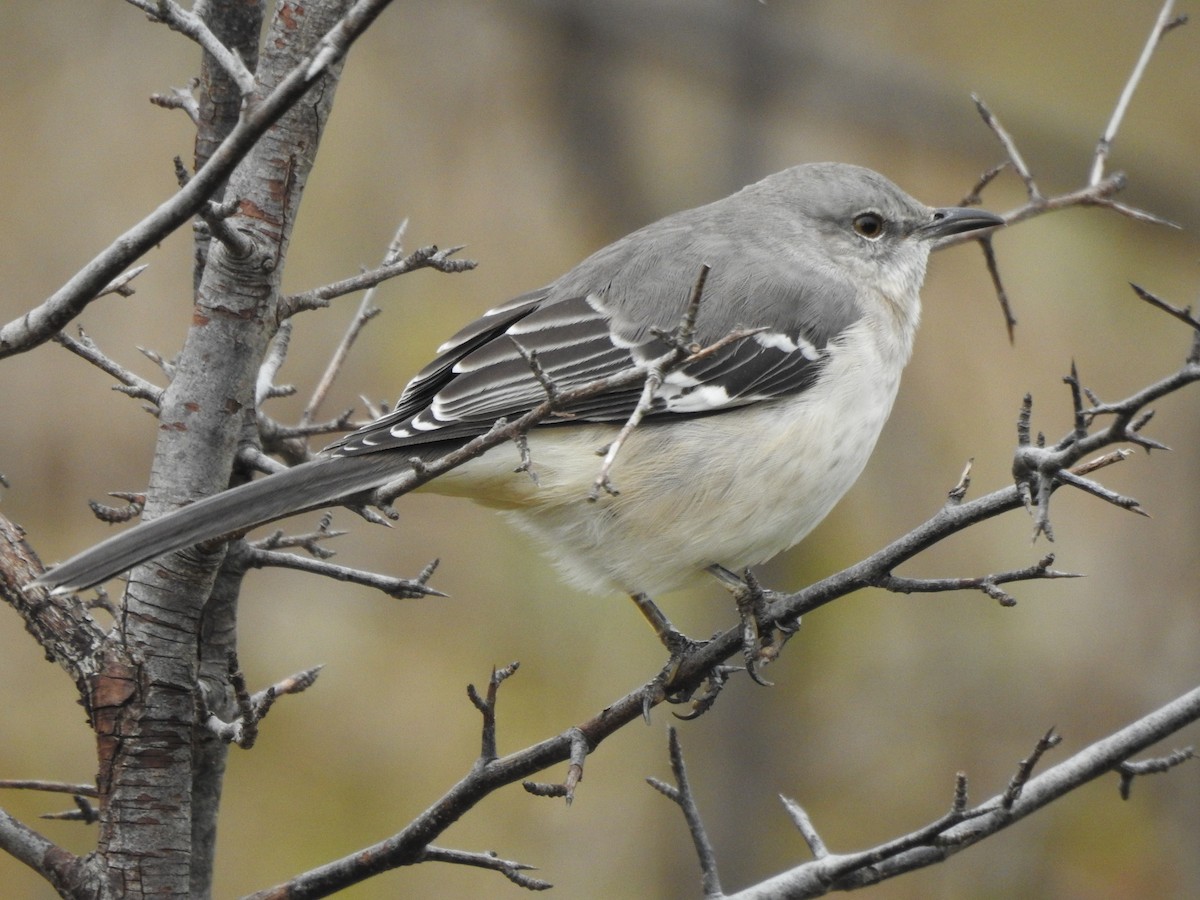 Northern Mockingbird - ML122078601