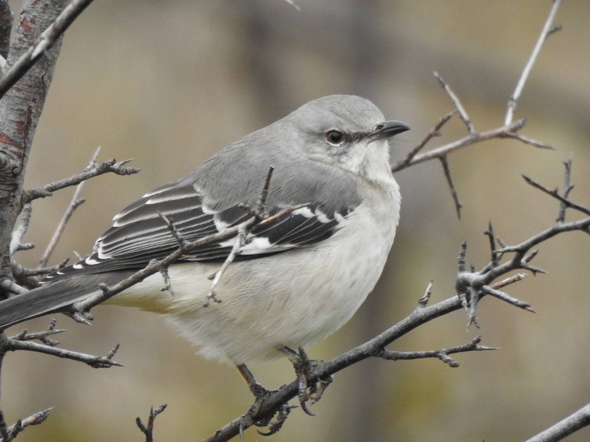 Northern Mockingbird - ML122078651