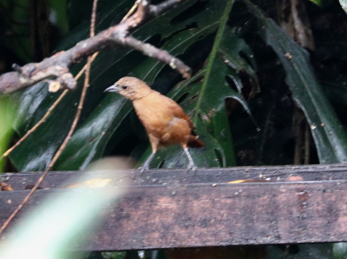 White-lined Tanager - Karl Overman