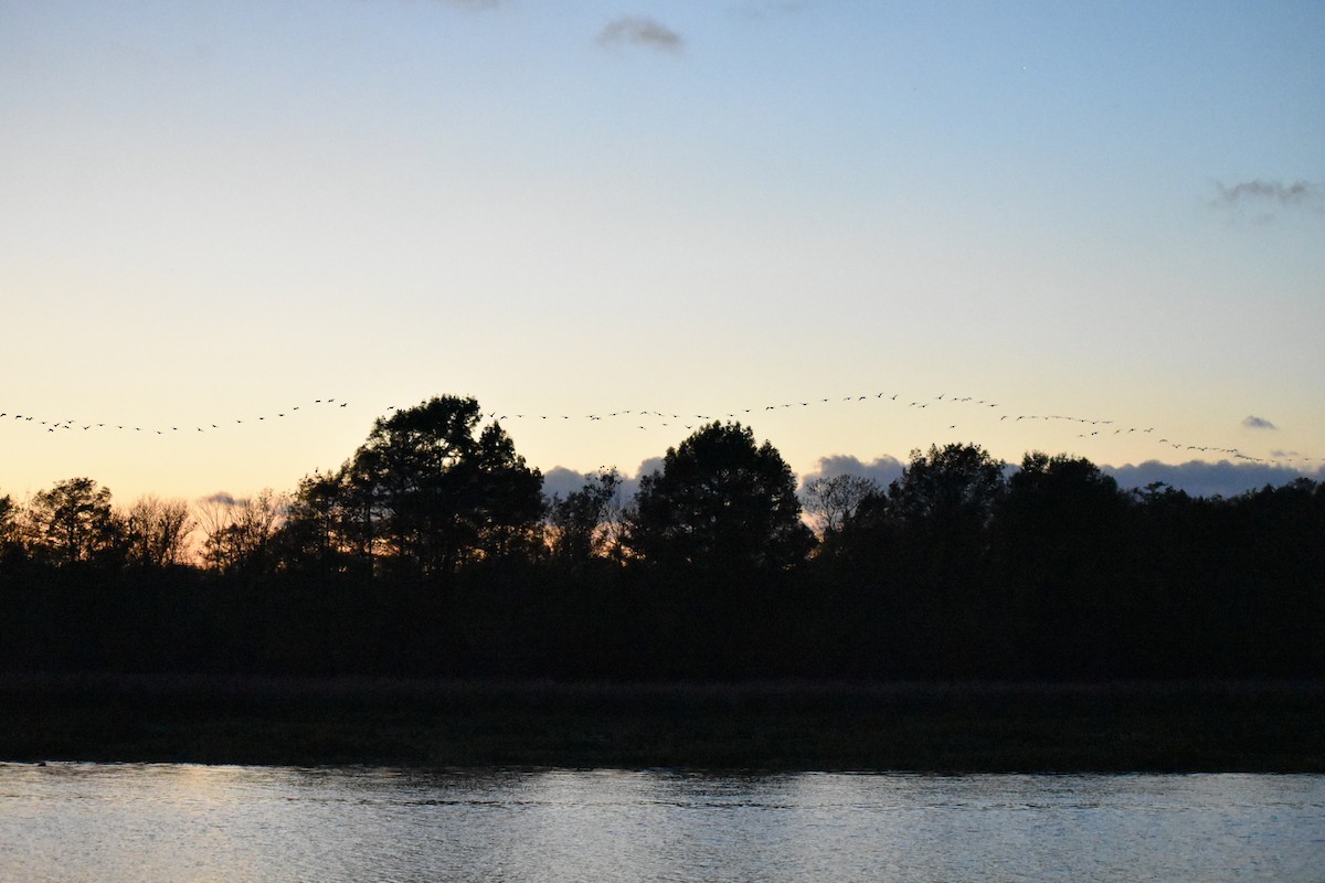 American White Pelican - Gabe Hargrove