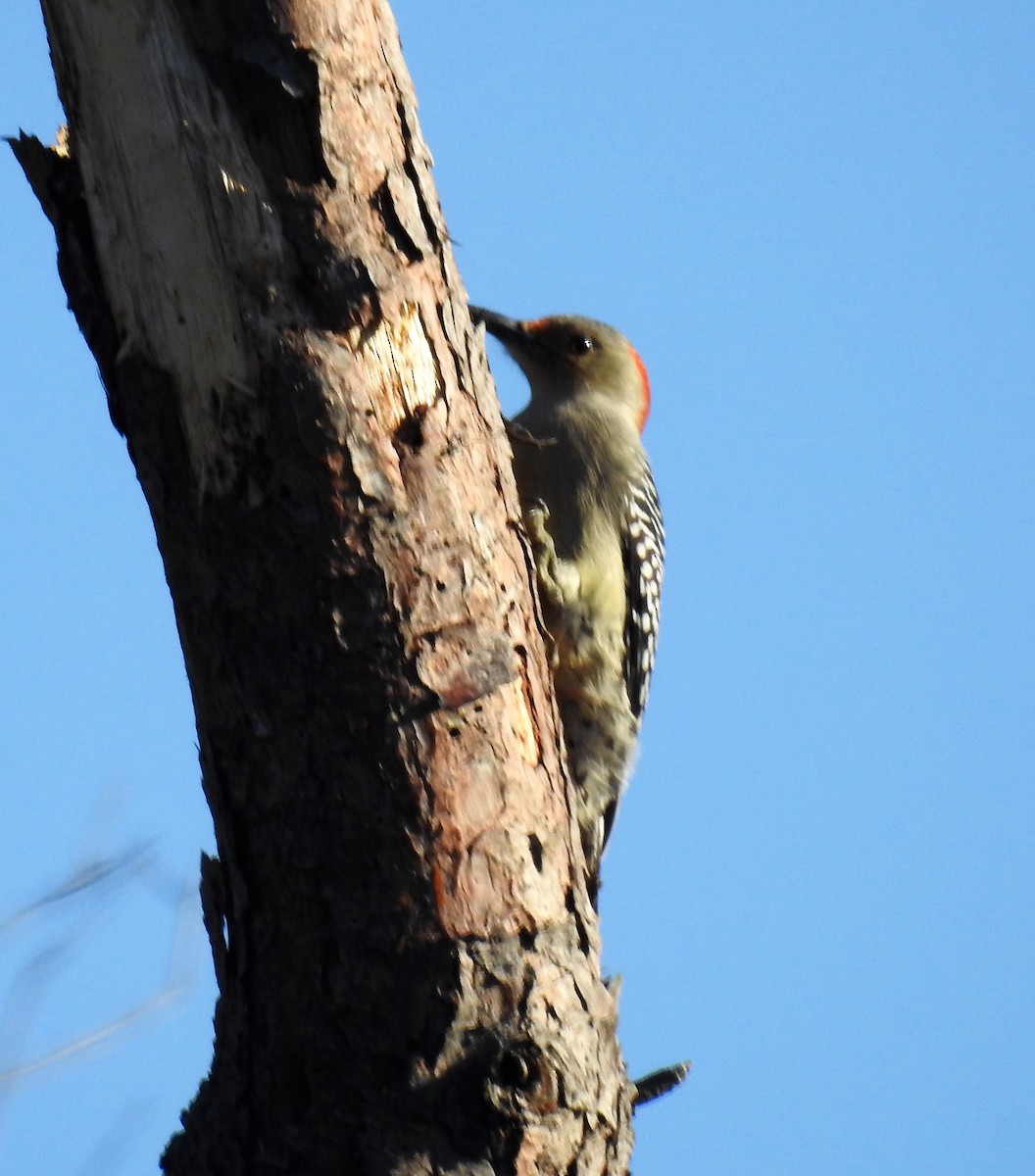 Red-bellied Woodpecker - Mark  Anthony