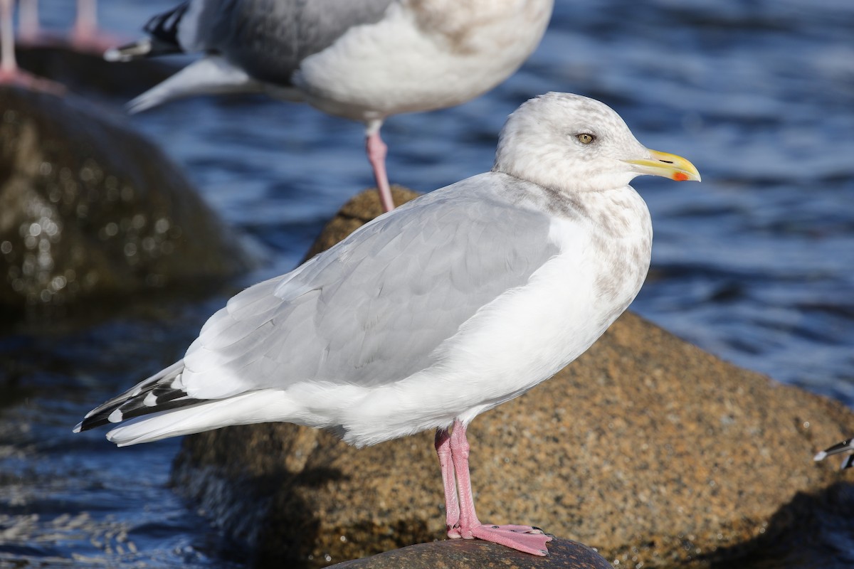 Iceland Gull (Thayer's) - Blair Dudeck