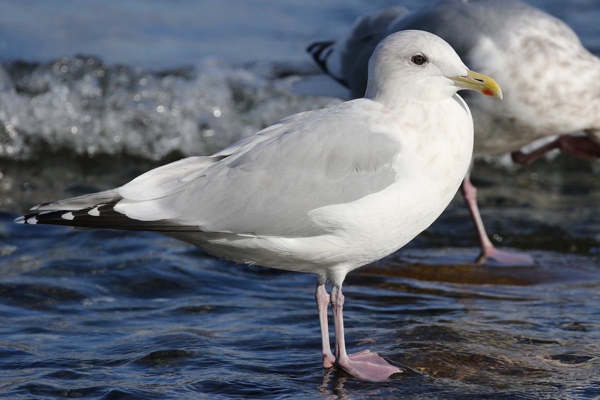 Iceland Gull (Thayer's) - ML122081141