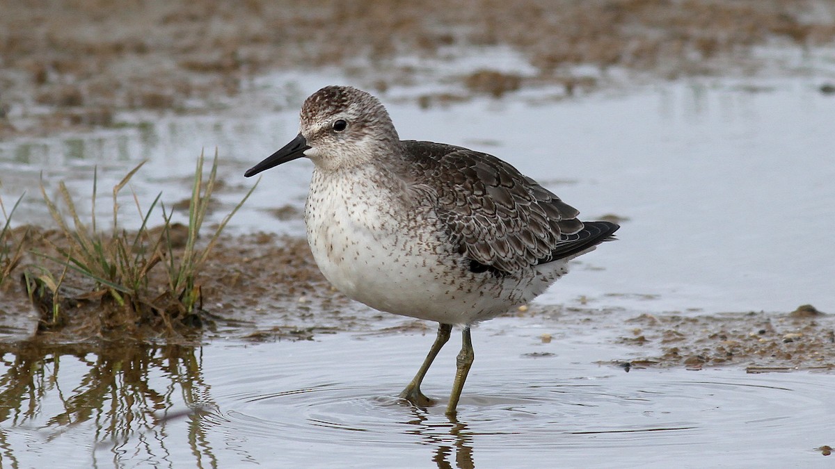 Red Knot - ML122081341