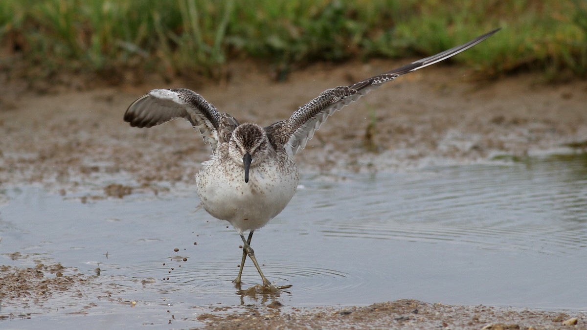 Red Knot - ML122081451