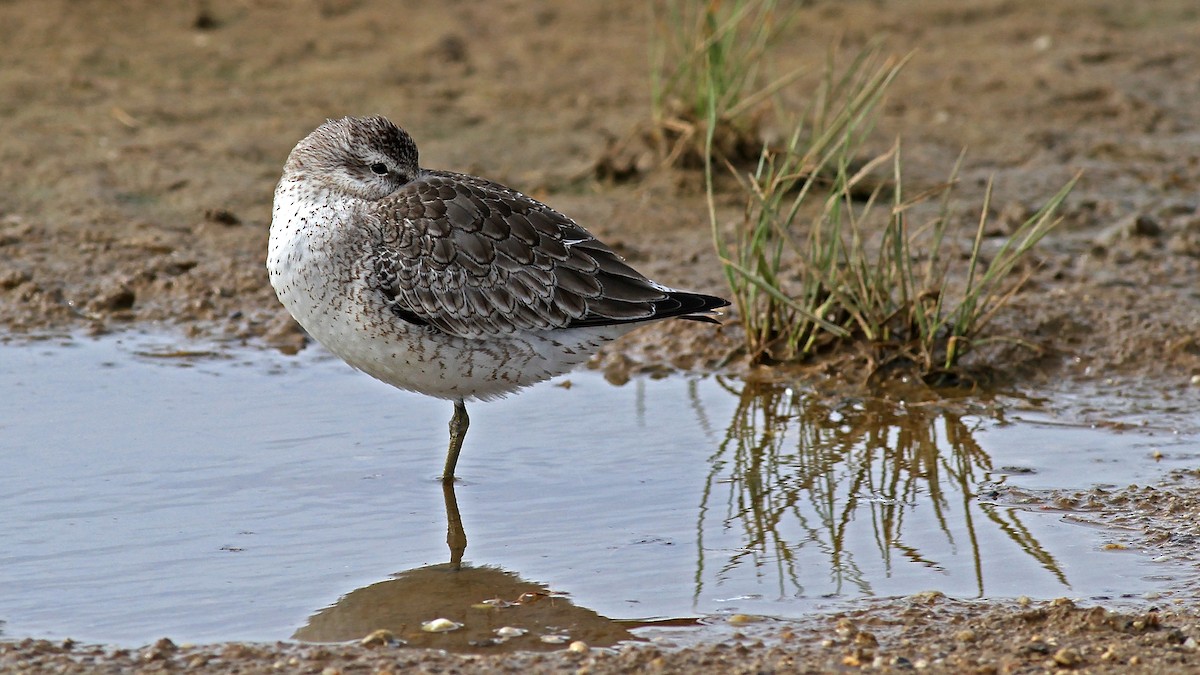 Red Knot - ML122081561