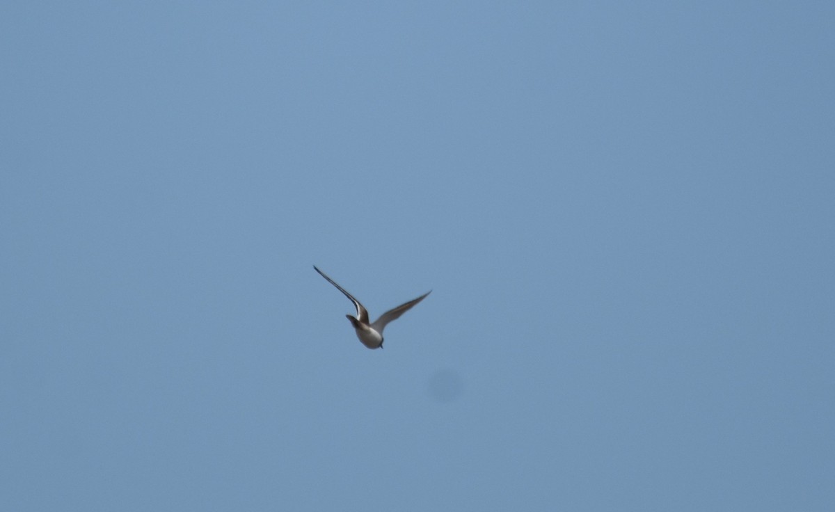 Killdeer - ML122081581