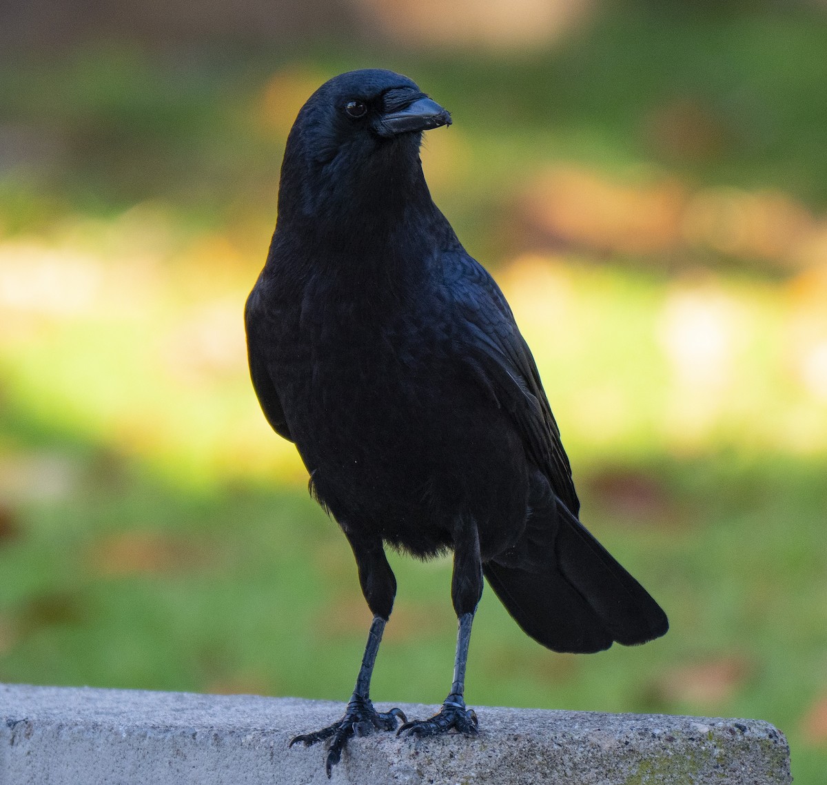 American Crow - ML122082381