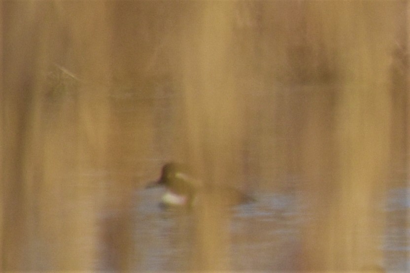 Hooded Merganser - ML122082511