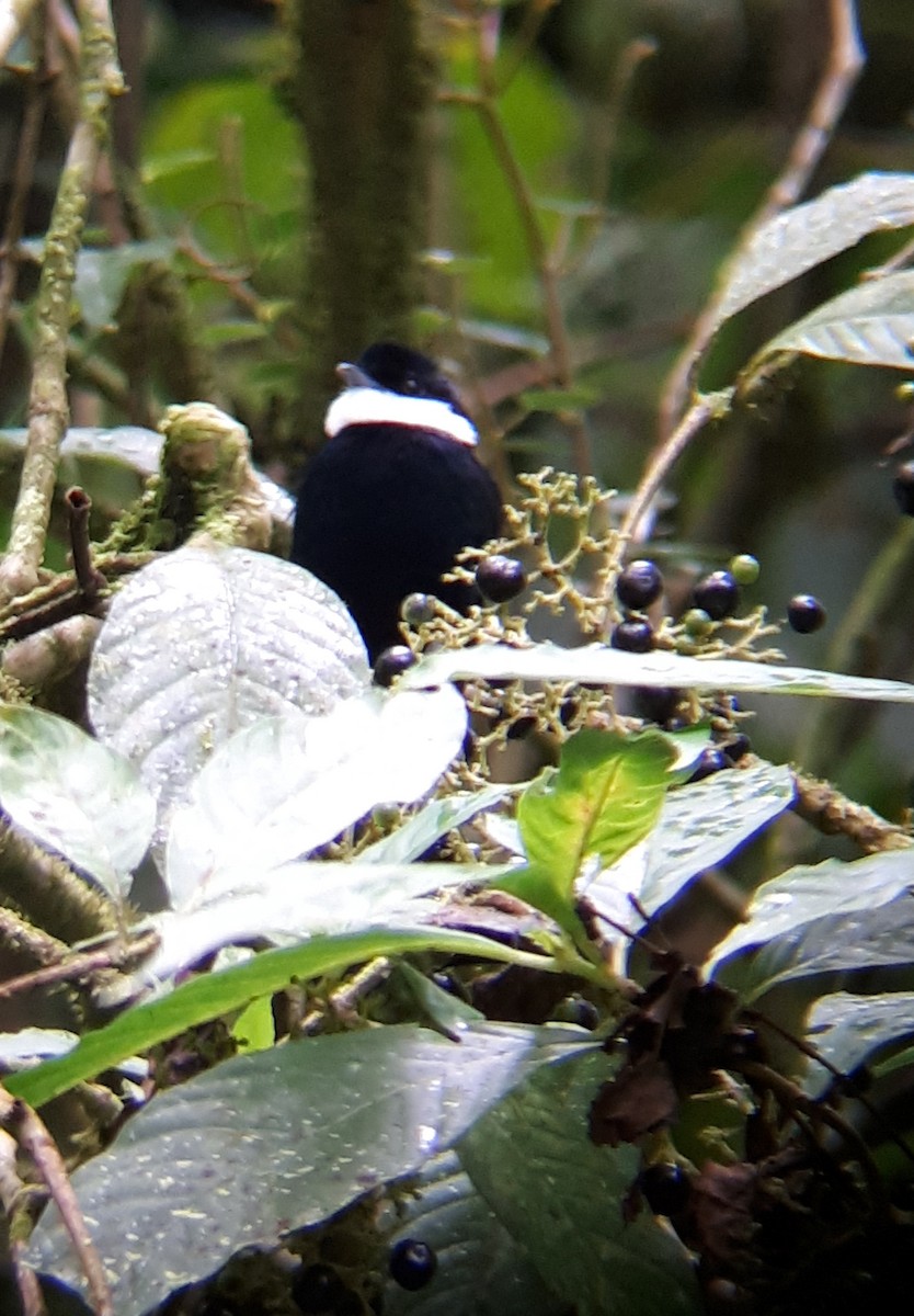 White-ruffed Manakin - Wagner Fernandez