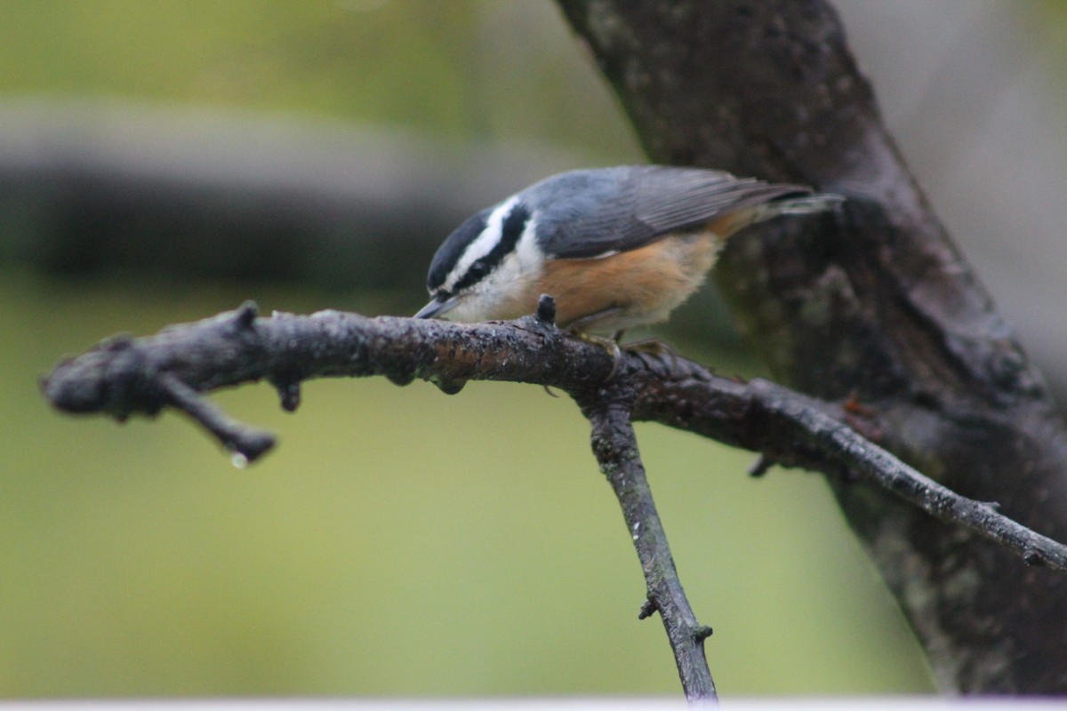 Nespecifikováno - Susan Boyce