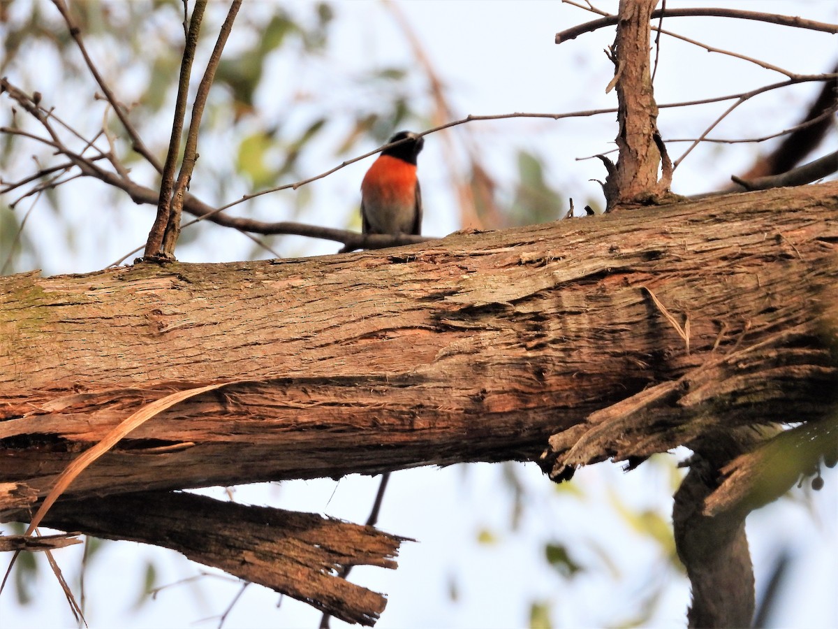 Scarlet Robin - ML122091711