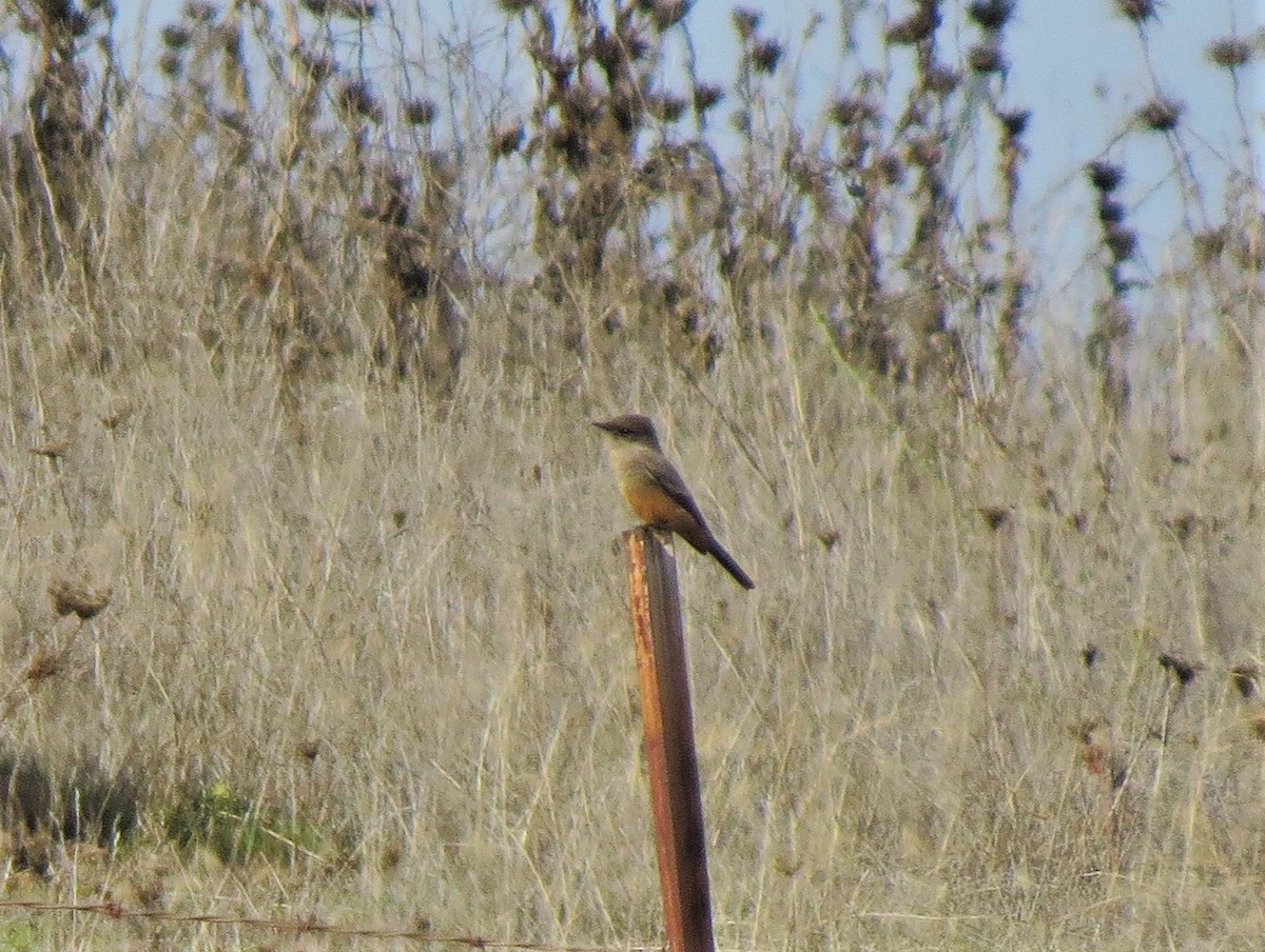 Say's Phoebe - ML122093181