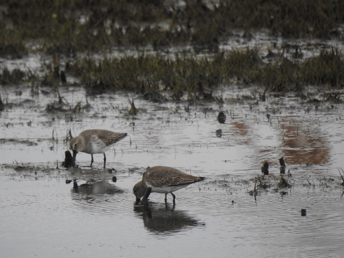 Graubrust-Strandläufer - ML122093341