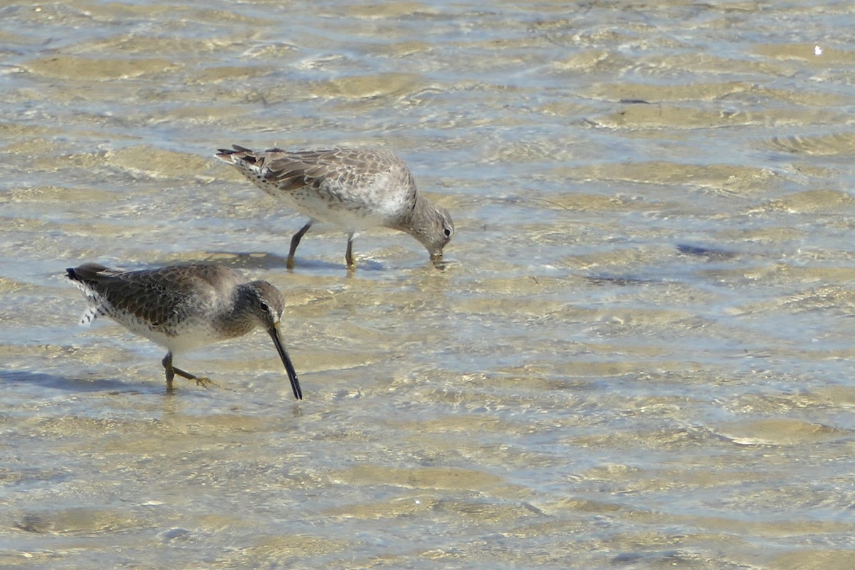 Short-billed Dowitcher - ML122093891