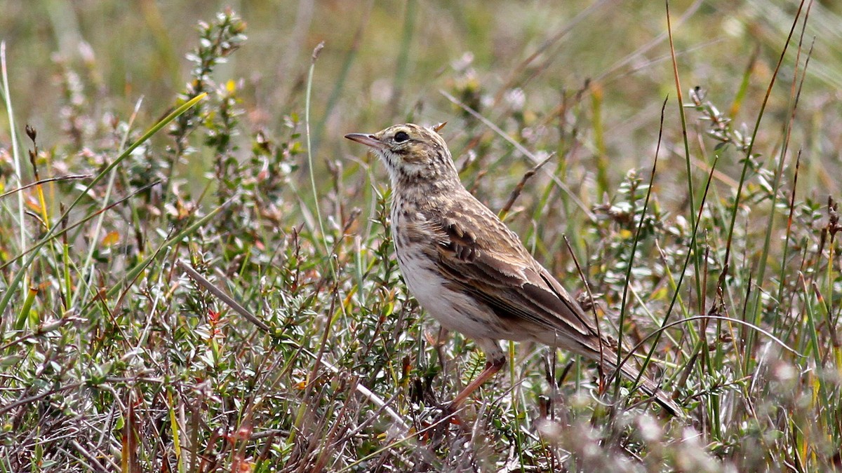 Australian Pipit - ML122093981