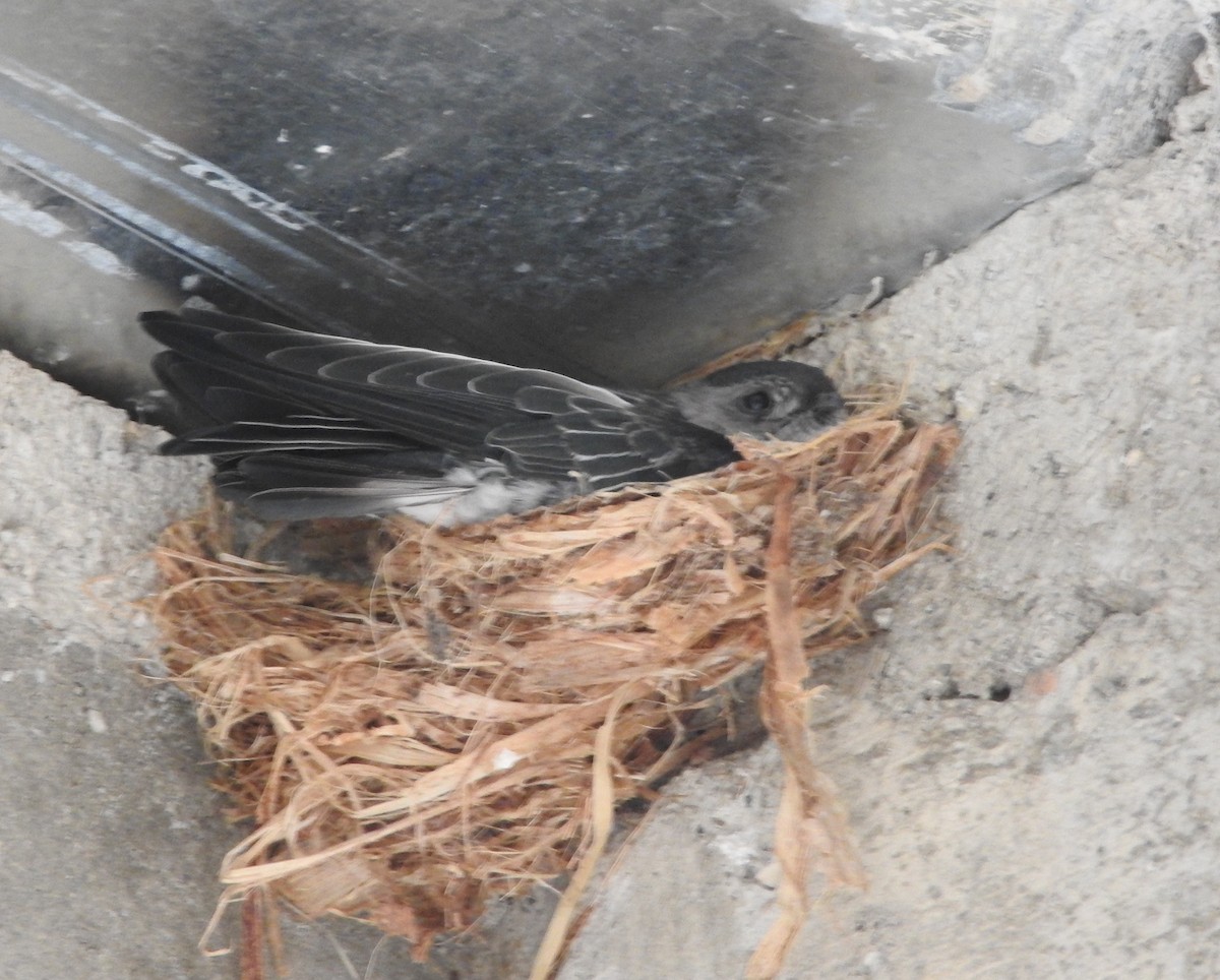 Drab Swiftlet - Sandy Gayasih