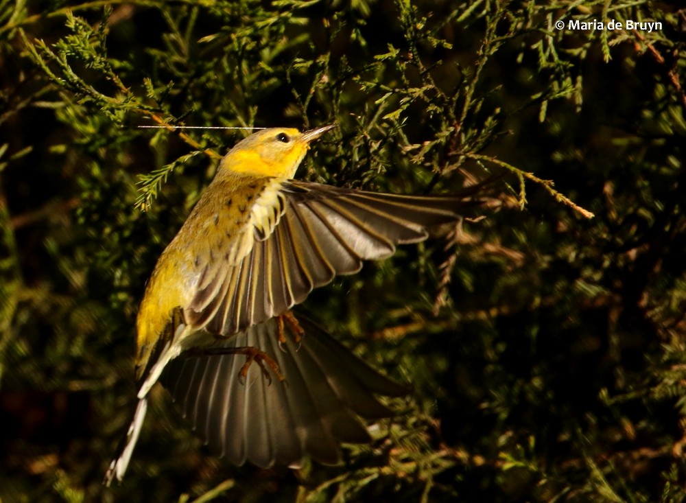 Cape May Warbler - ML122095581