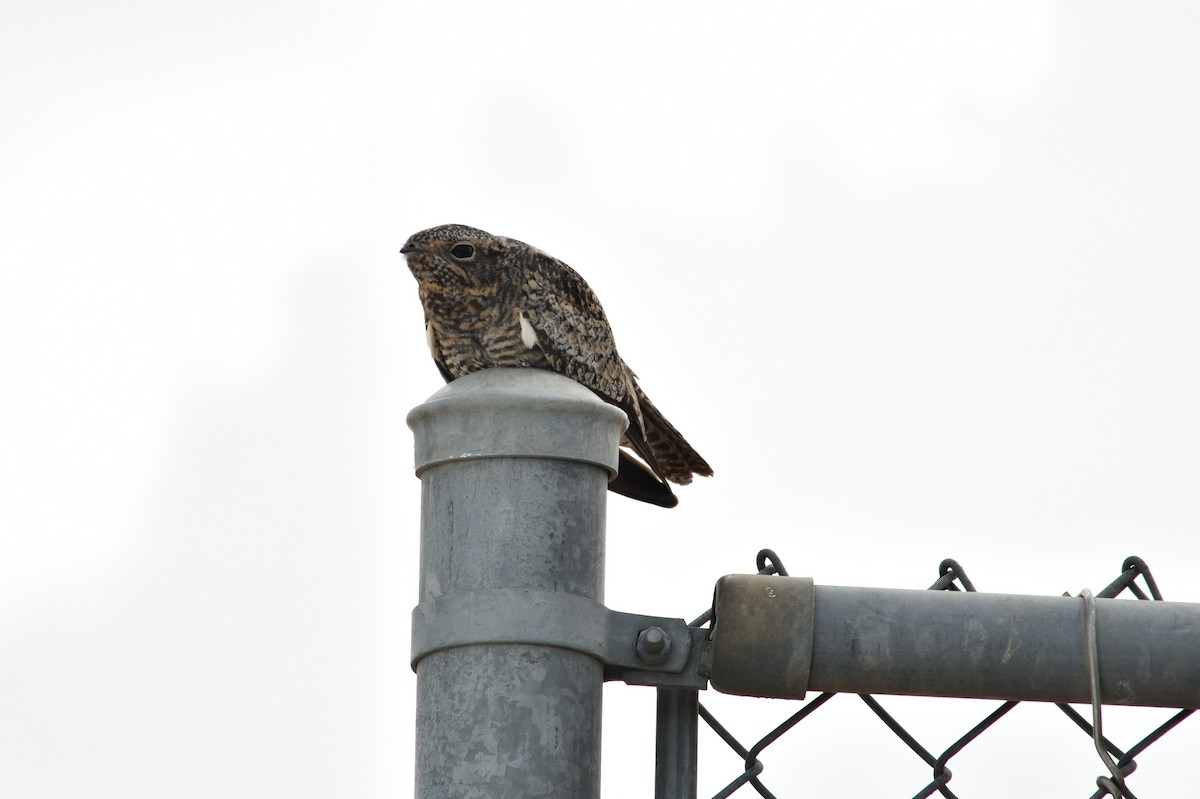 Common Nighthawk - Brandon Nooner