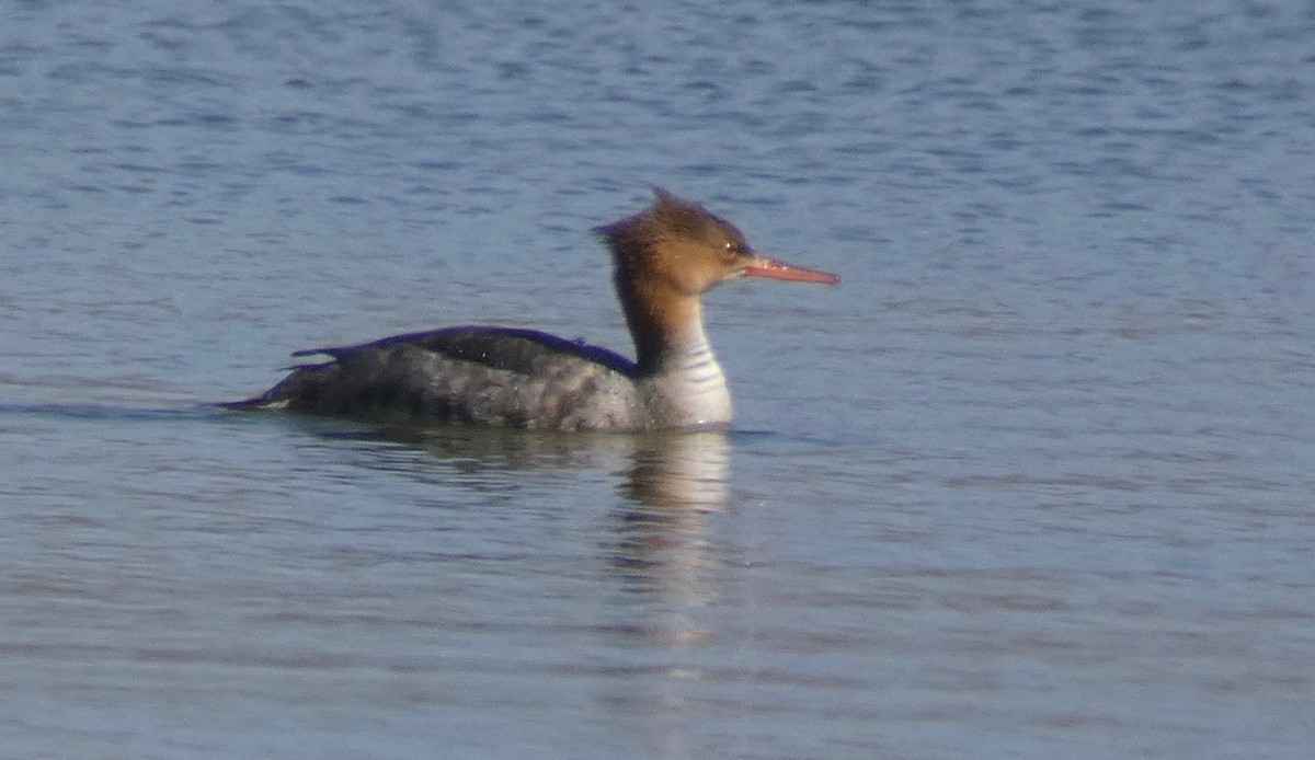 Red-breasted Merganser - ML122096591