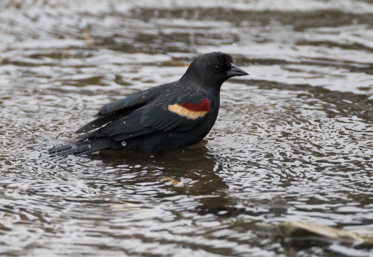 Red-winged Blackbird (Red-winged) - Blake Matheson