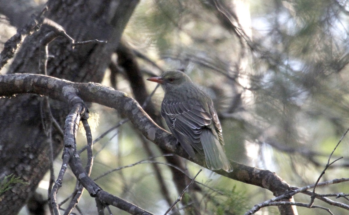 Olive-backed Oriole - ML122097741