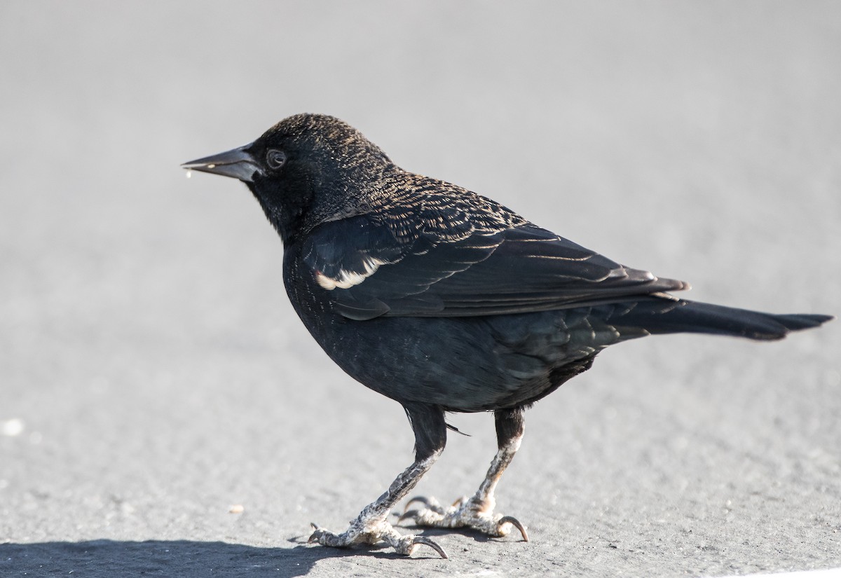 Tricolored Blackbird - ML122098131