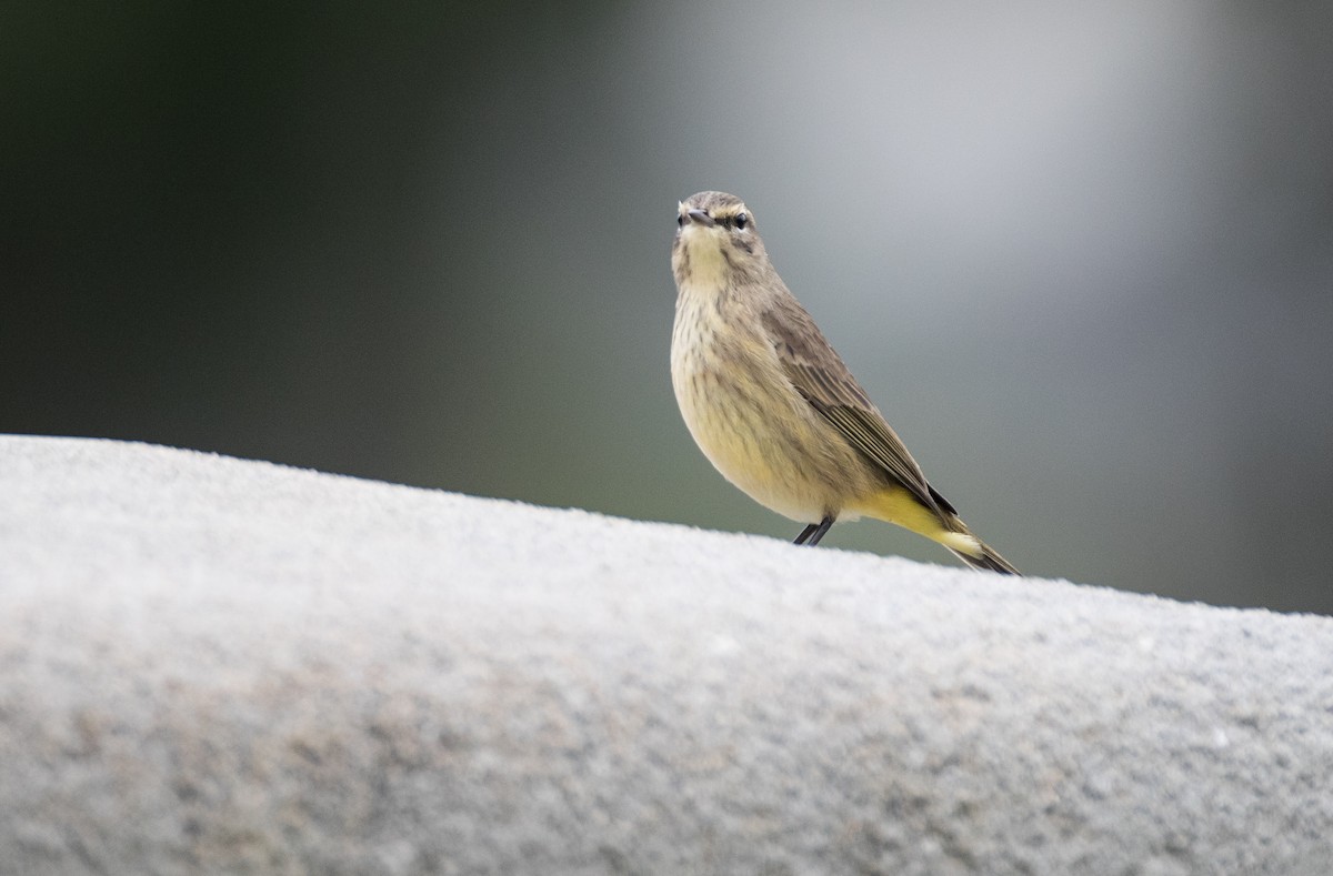 Palm Warbler (Western) - ML122098811