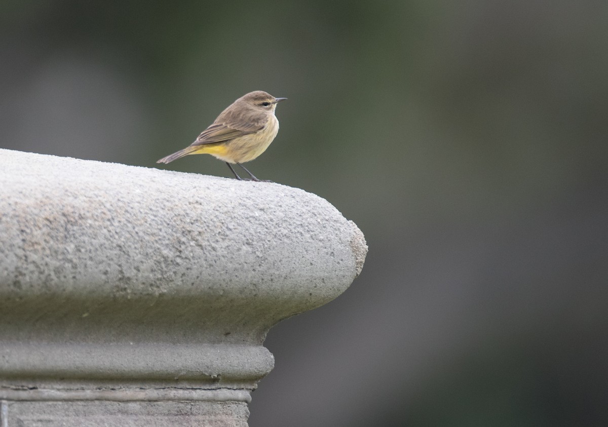 Palm Warbler (Western) - ML122098821