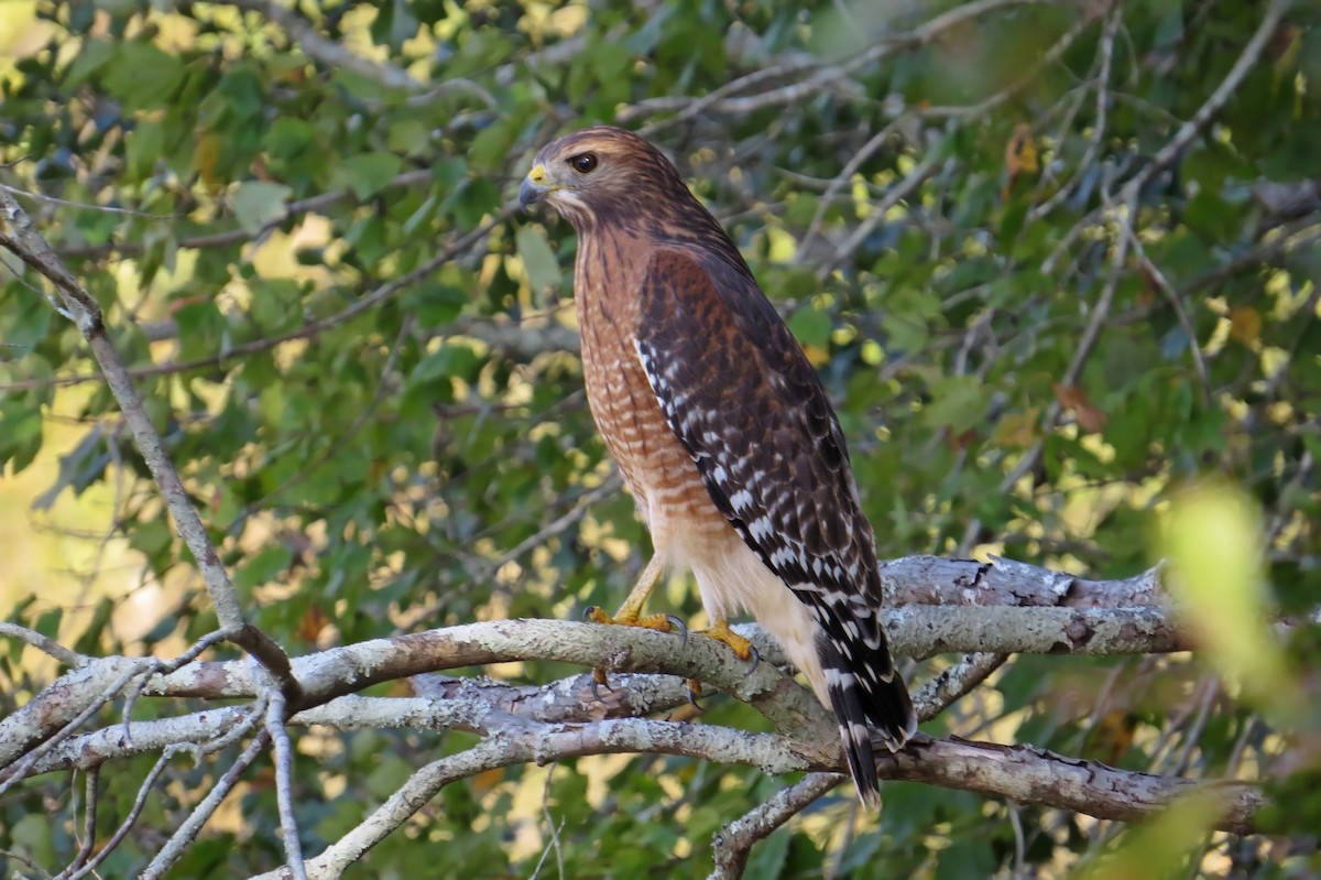 Red-shouldered Hawk - ML122101591