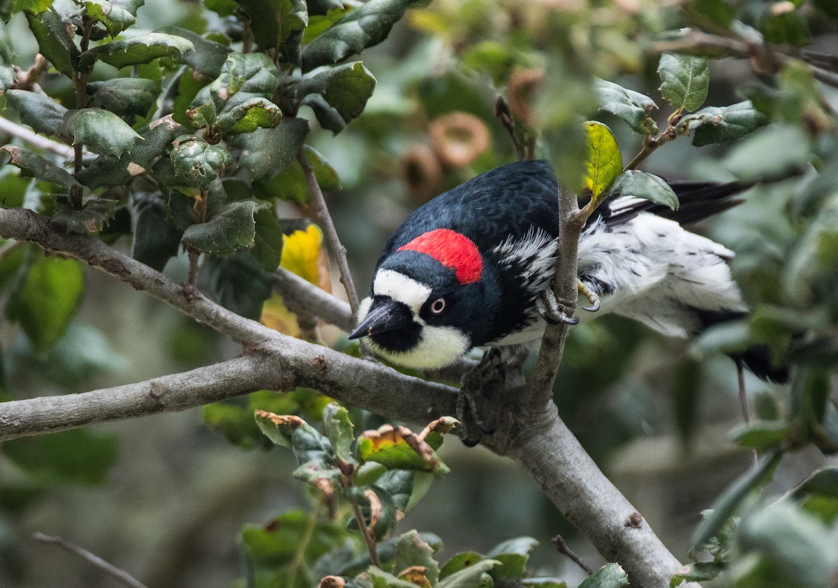 Acorn Woodpecker - ML122102151