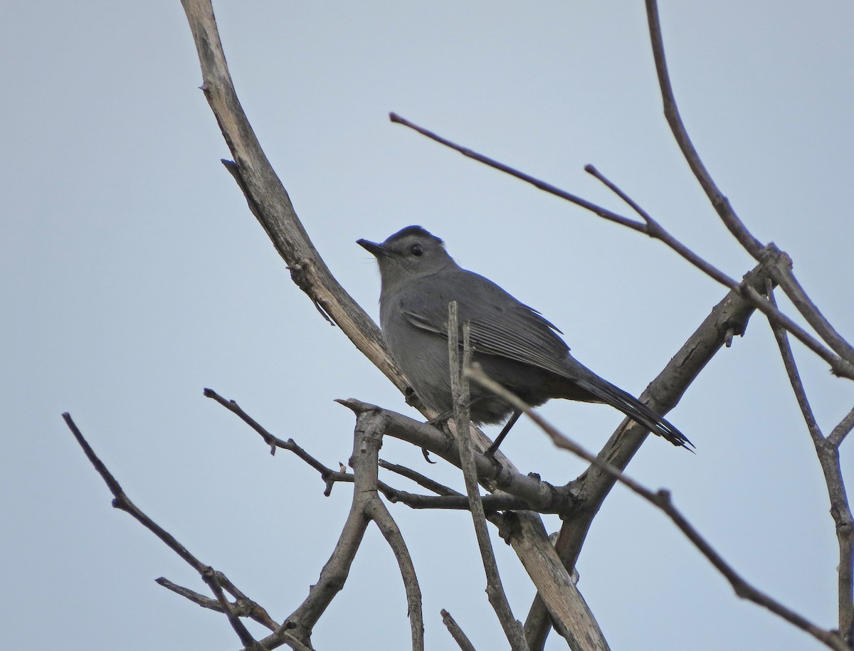 Pájaro Gato Gris - ML122102461