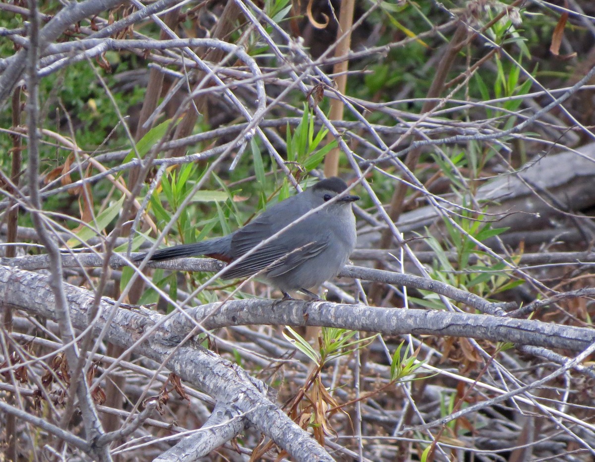 Pájaro Gato Gris - ML122102471