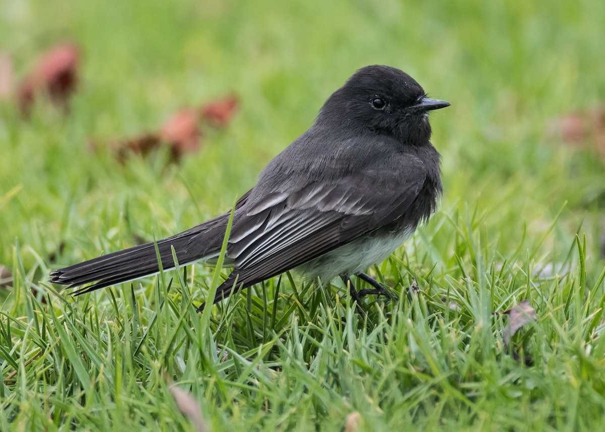 Black Phoebe - ML122102481