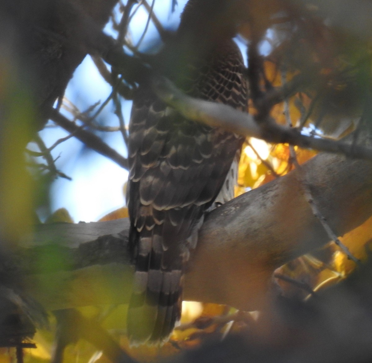 American Goshawk - ML122104091