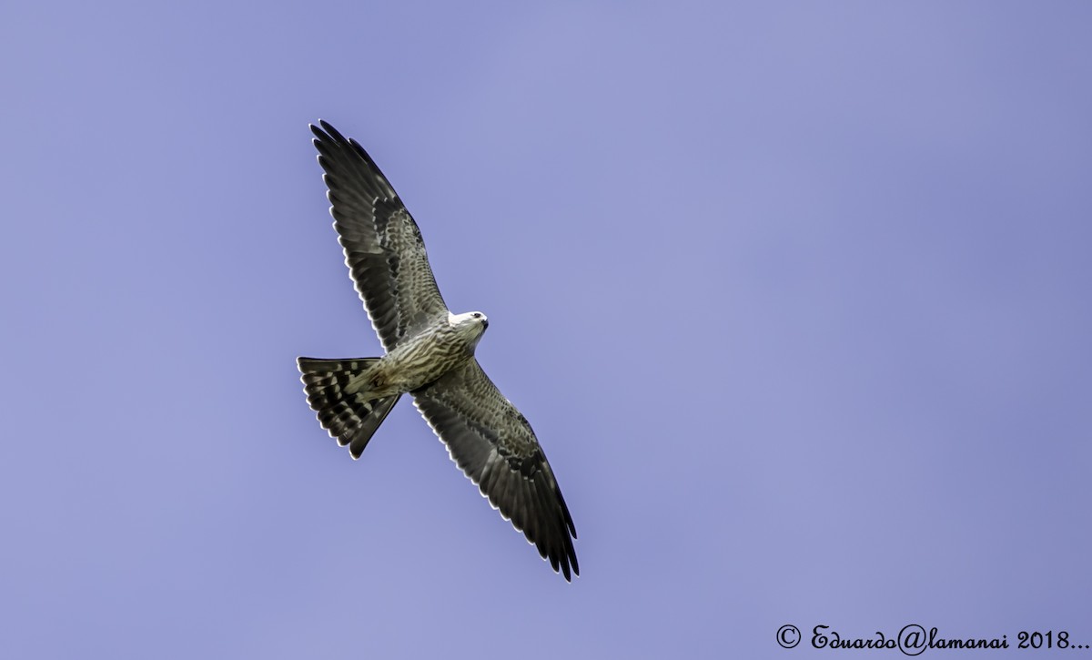 Mississippi Kite - Jorge Eduardo Ruano
