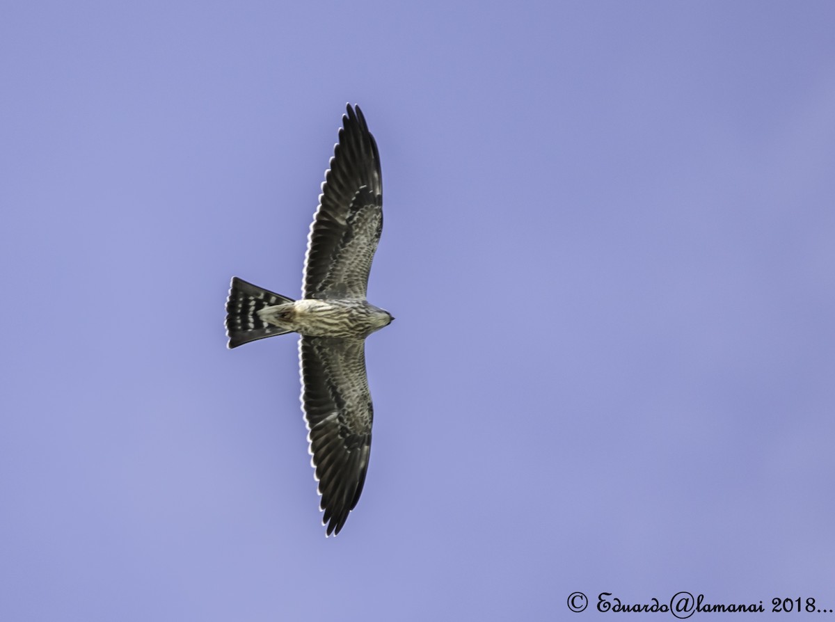 Mississippi Kite - ML122106561