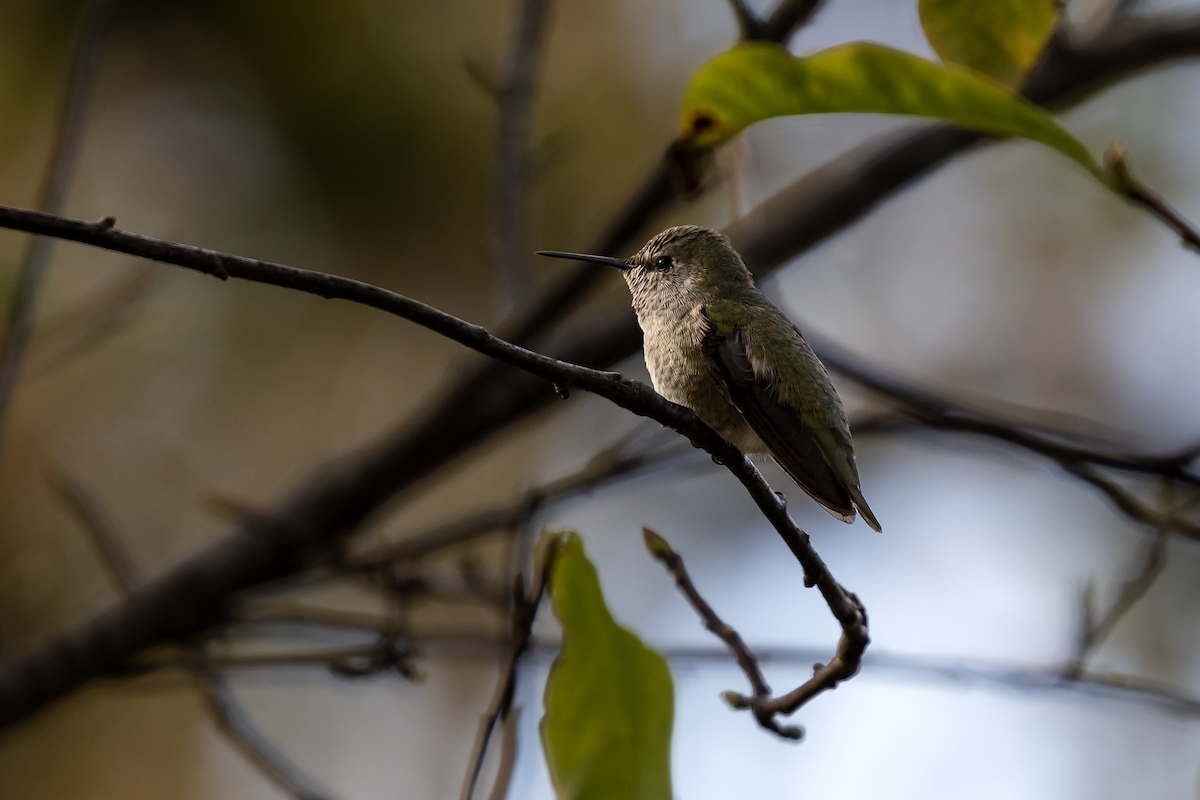 Anna's Hummingbird - ML122107501