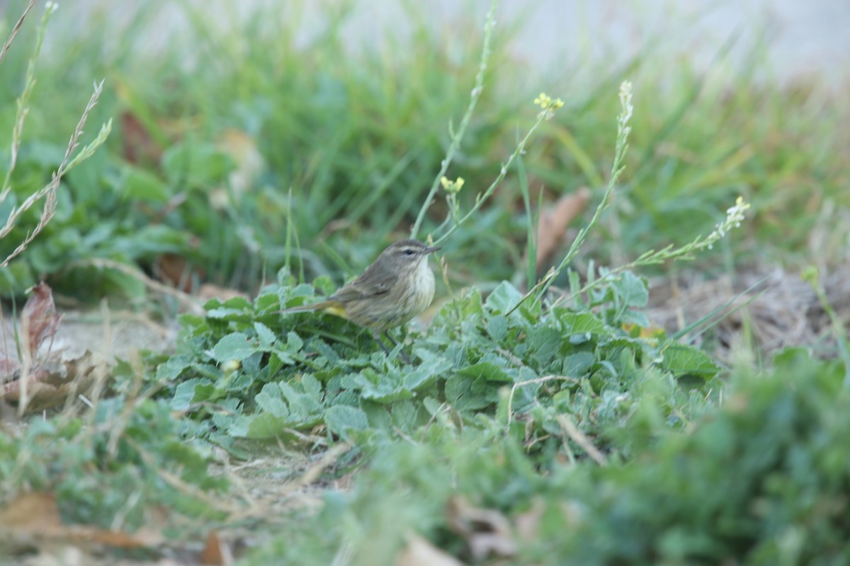 Palm Warbler - Aaron Maizlish