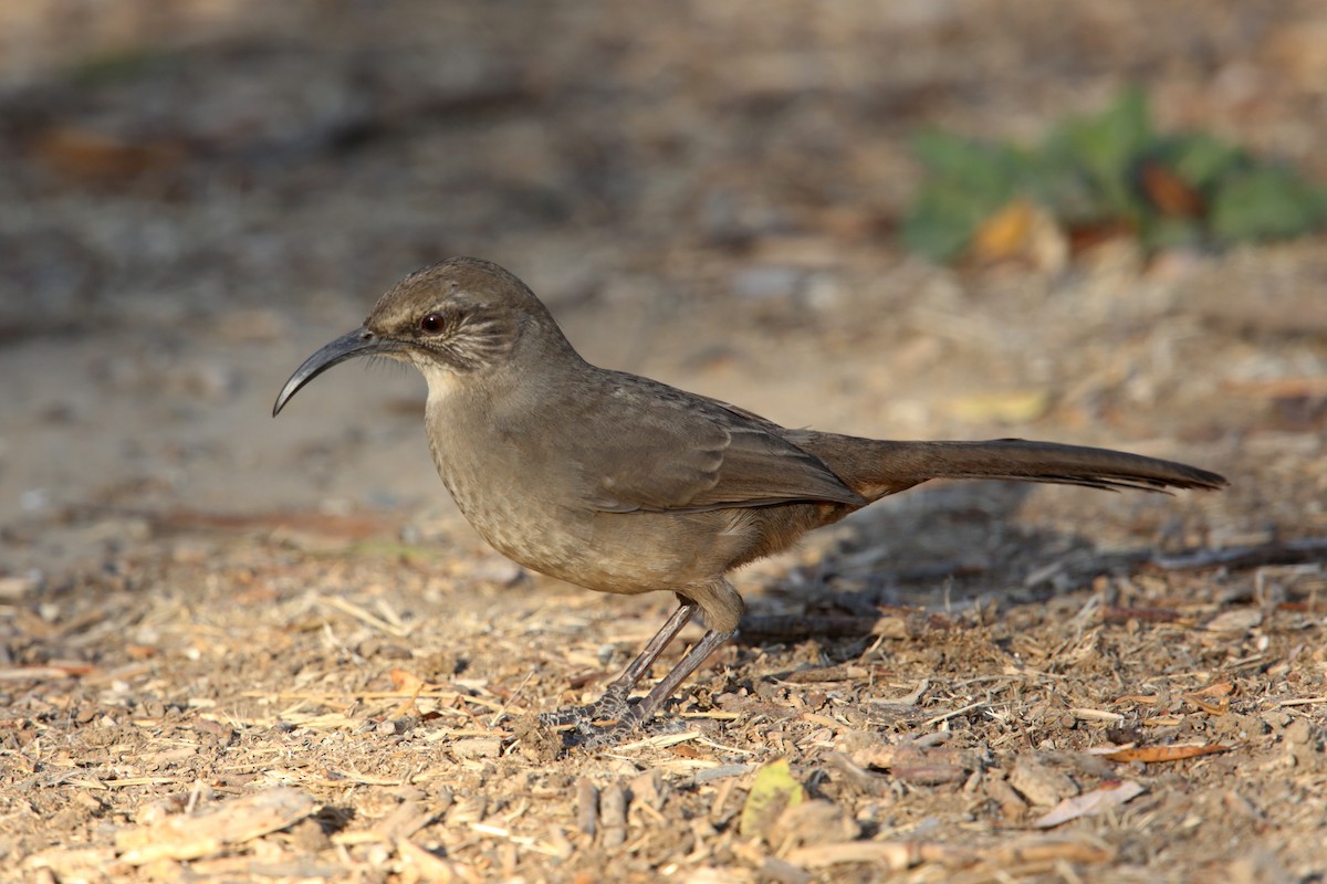 California Thrasher - ML122109821