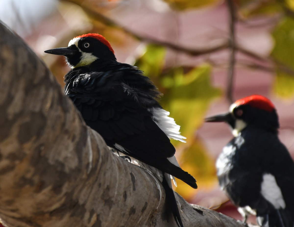 Acorn Woodpecker - ML122110251