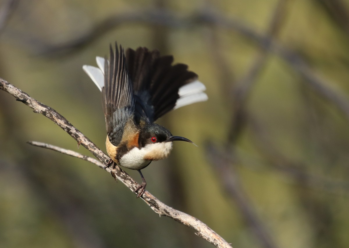 Eastern Spinebill - David Ongley