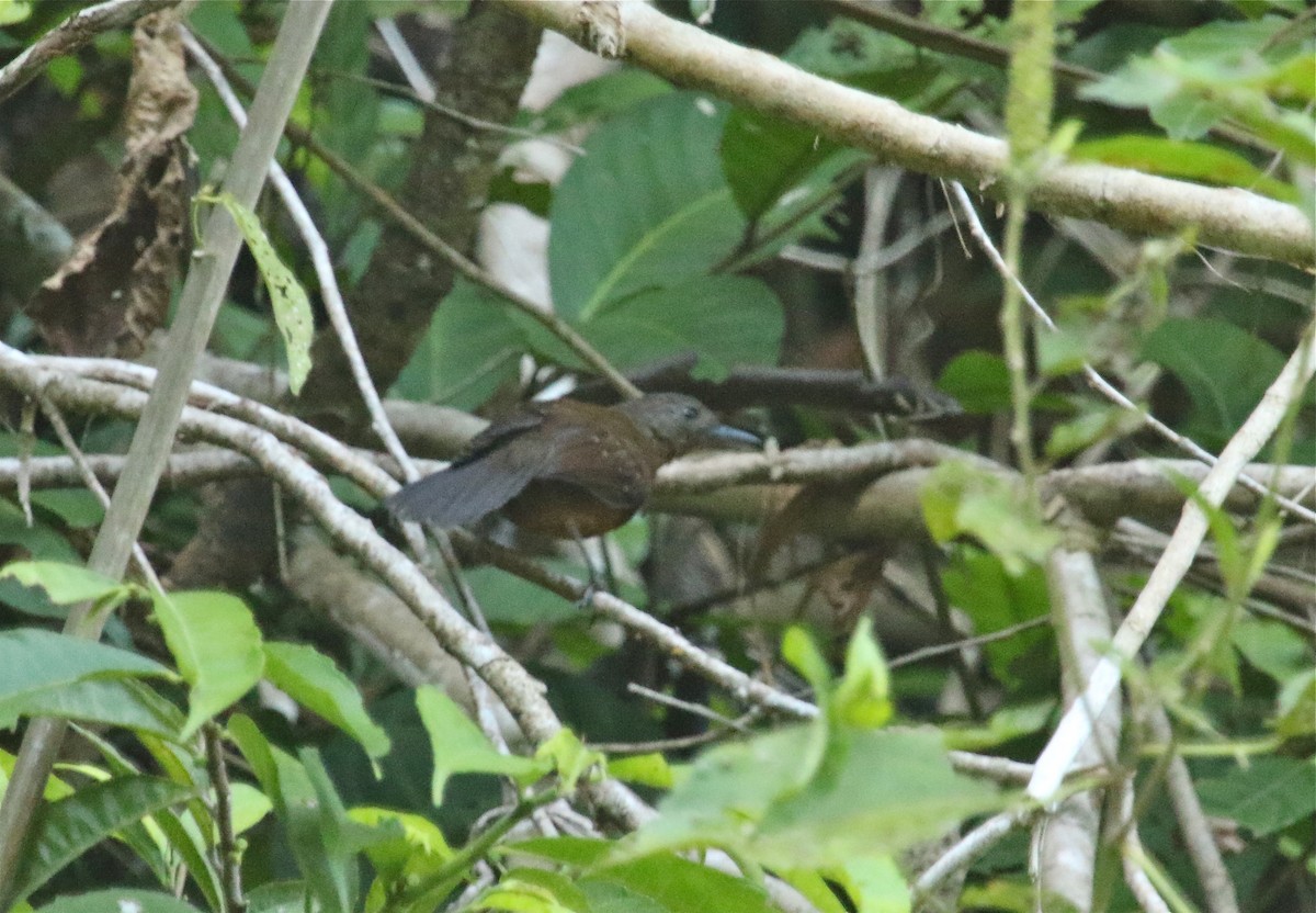 Brownish-headed Antbird - ML122112861