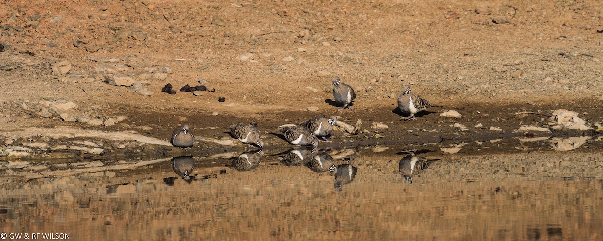 Squatter Pigeon - ML122115051