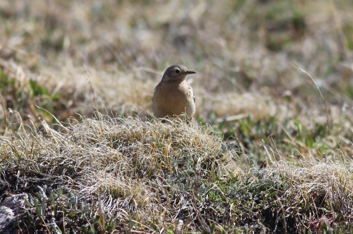 American Pipit - ML122115161